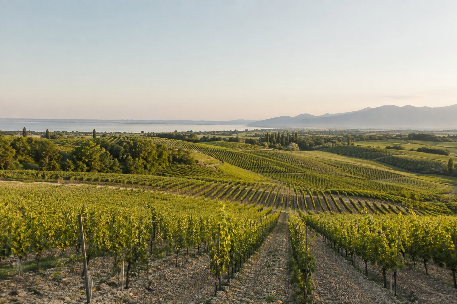 Weinberge bei Pozzolengo mit Blick über die Moränenhügel bis zum Gardasee