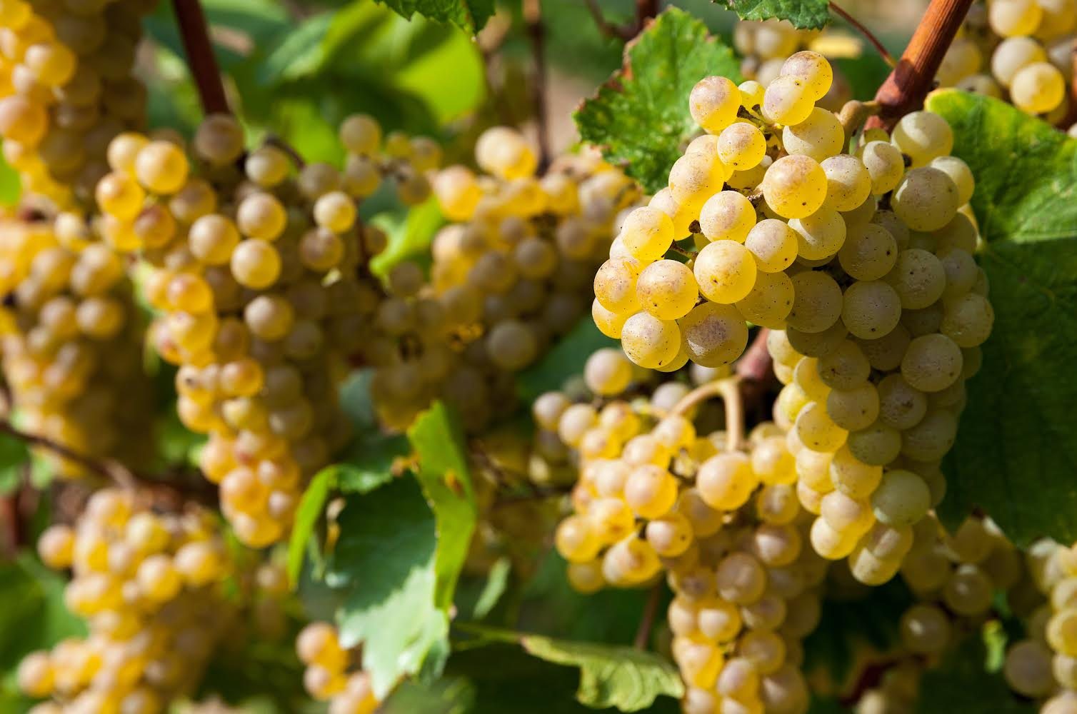 Reife Turbiana-Trauben an der Rebe in einem Weinberg bei Pozzolengo