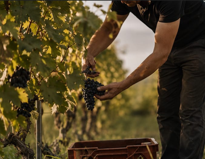 Weinlese im Süden